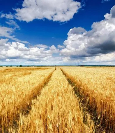 Послуги військового адвоката щодо отримання земельних ділянок ветеранам та учасникам УБД